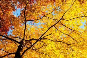 foglie e rami gialli in autunno foto