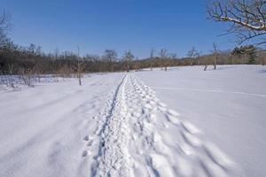 sentiero nella neve foto
