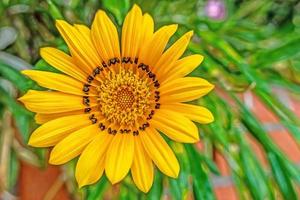 primo piano giallo gazania fiore in natura