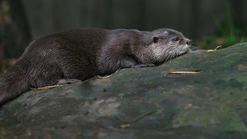 piccola lontra artigliata asiatica foto