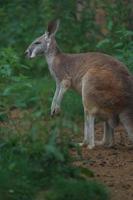 wallaby dal collo rosso foto