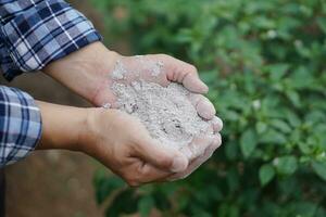 vicino su giardiniere mani hold cenere polvere per fertilizzare impianti nel giardino. concetto, biologico giardinaggio. cenere può ottenere sbarazzarsi di insetti, parassiti di impianti, Ottimizzare suolo. foto