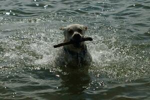 bianca corto rivestito Britannico labrador cane da riporto su il spiaggia di blavanda Danimarca foto