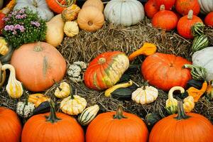 arancia hokkaido zucca cucurbita maxima per un' zuppa di zucca foto