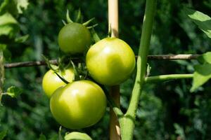 rosso il giro pomodori Solanum lycopersicum per un' insalata o un' la minestra foto