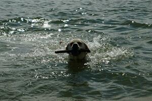 bianca corto rivestito Britannico labrador cane da riporto su il spiaggia di blavanda Danimarca foto