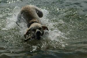 bianca corto rivestito Britannico labrador cane da riporto su il spiaggia di blavanda Danimarca foto