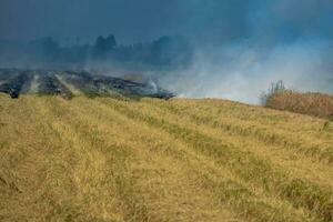 prateria campo fuoco bruciare riso cannuccia dopo raccolta agricolo prodotti. foto