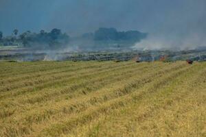 prateria campo fuoco bruciare riso cannuccia dopo raccolta agricolo prodotti. foto