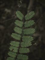 lunatico verde composto foglia struttura. foto