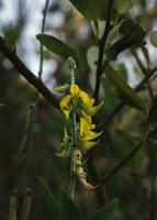 giallo fiori di un' rattlepods pianta. foto