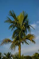 un' blu cielo sopra un' tropicale Noce di Areca albero foto