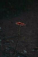 rosso libellula riposo su un' ramoscello foto