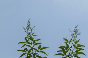 solitario foglia nel albero contro cielo foto