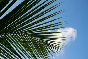 Noce di cocco foglia contro il blu cielo foto