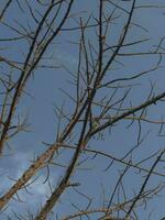 secco albero rami con cielo sfondo. foto