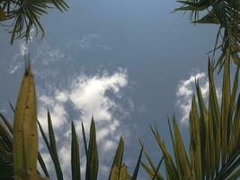 cielo tiro attraverso le foglie di Areca Noce pianta. foto