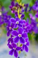 fiori viola duranta erecta in natura foto