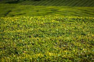 tè piantagione nel porto formoso. sorprendente paesaggio di eccezionale naturale bellezza foto