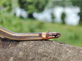 serpente strisciando su vecchio tronchi foto