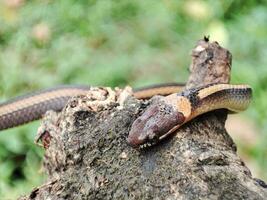 serpente strisciando su vecchio tronchi foto