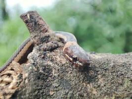 serpente strisciando su vecchio tronchi foto