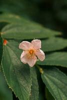 macro fotografia, avvicinamento, fiori, impianti foto