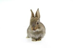 un' grigio coniglietto isolato su bianca sfondo, giovane adorabile soffice coniglio, coniglio Pasqua foto