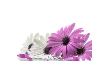 bellissimo bianca e viola osteospermum fiori su bianca sfondo foto