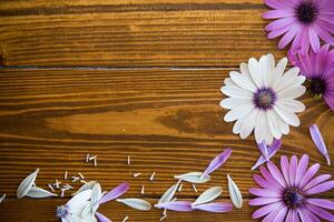 bellissimo bianca e viola osteospermum fiori su un' di legno foto