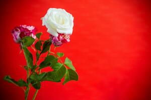 fiori di un' bellissimo fioritura rosso e bianca rosa su un' rosso sfondo. foto