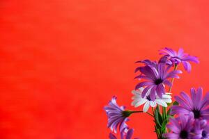 bellissimo bianca e viola osteospermum fiori su rosso sfondo foto