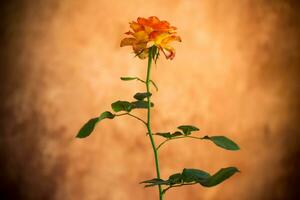 fiori di bellissimo fioritura giallo rosa su Marrone sfondo foto