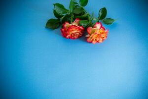 rosso bellissimo fioritura rosa su blu sfondo foto