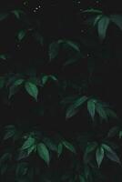 superiore Visualizza foglia sfondo.verde le foglie colore tono buio nel il mattina. foto