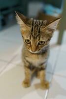 poco Marrone soriano gattino carino animali nel Casa. foto