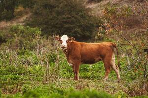 rosso e bianca mucca pascolo su il prato nel il campagna e guardare a il telecamera foto
