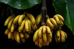 fresco banane frutta sospeso su ramo, ai generato foto
