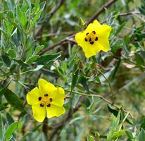 alimium fiore vicino su foto