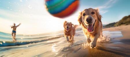 attività con cane su il spiaggia, un attivo giovane uomo e il suo Due d'oro retiever cane giocando spiaggia palla insieme di il mare. estate attività con animale domestico. Basso angolo Visualizza. ai generativo foto