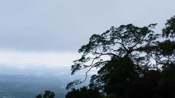 albero tropicale e nebbia sulla montagna foto