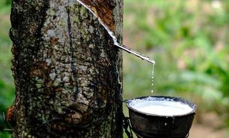 il lattice lattiginoso fresco scorre in una ciotola di plastica dall'albero di gomma para foto