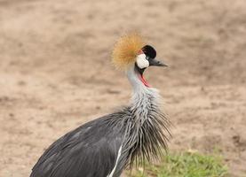 gru coronata grigia nelle terre selvagge foto