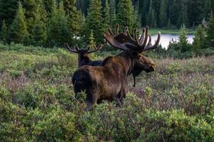 coppia di alci toro in colorado foto