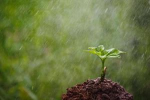 giovane pianta di konjac con la pioggia foto