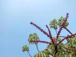 cielo blu, rami di un albero tropicale con fiori rossi, sfondo foto