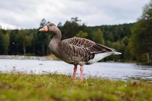 oca selvatica con becco arancione nel parco e sullo sfondo del lago foto