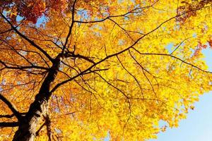 foglie e rami gialli in autunno foto