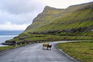 ritratto di pecora faroese foto