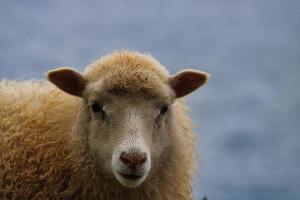 ritratto di pecora faroese foto